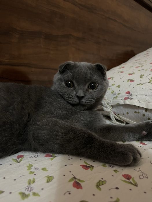 Scottish Fold zotli, sog‘lom, yoqimtoy pishak sotiladi — 200$.