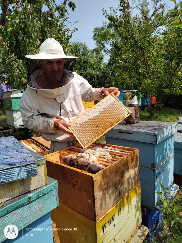 Produs alimentar de lux: miere de albine