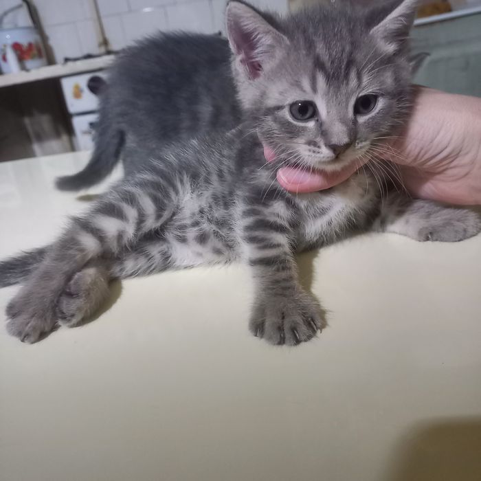 Породистые котята мальчики 1,5 мес