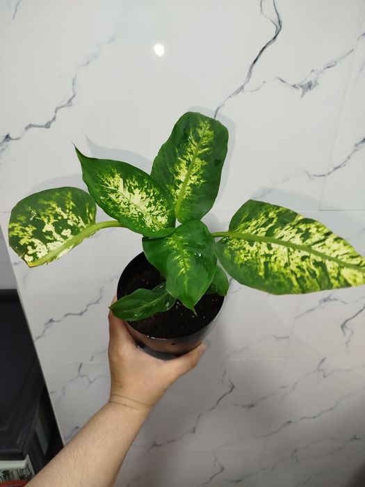 Defenbahiya дефинбахия