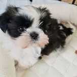 Shih-tzu talie mica