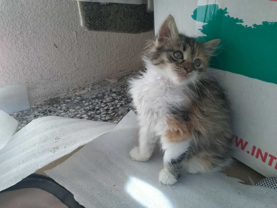 Четири пухкави момиченца търсят дом и любящи стопани