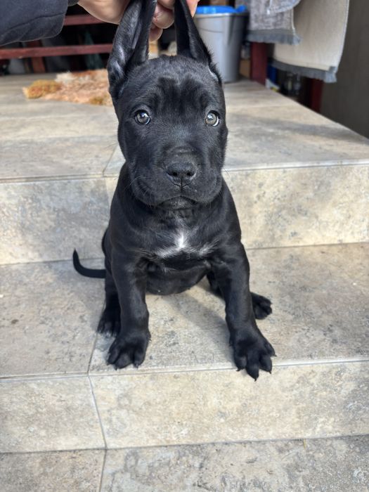 Cane corso  pui femela
