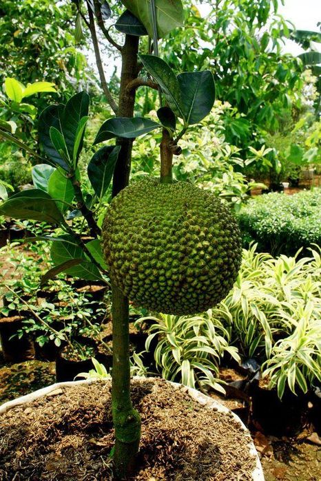 Vand Pomisori exotici Jackfruit