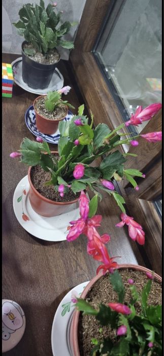 Шлюмбергера (декабрист)