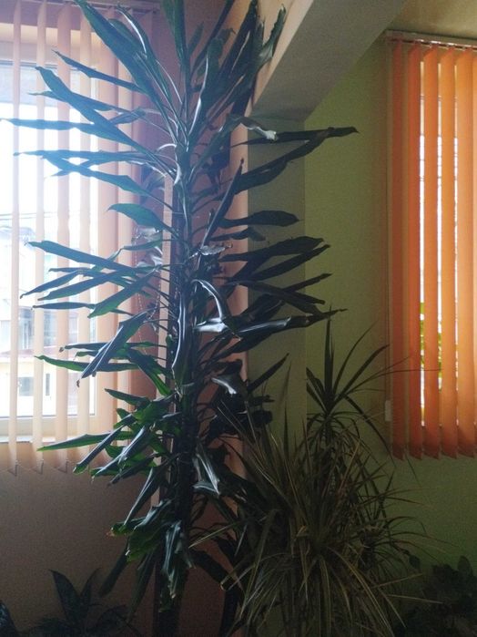 Продавам различни видове цветя