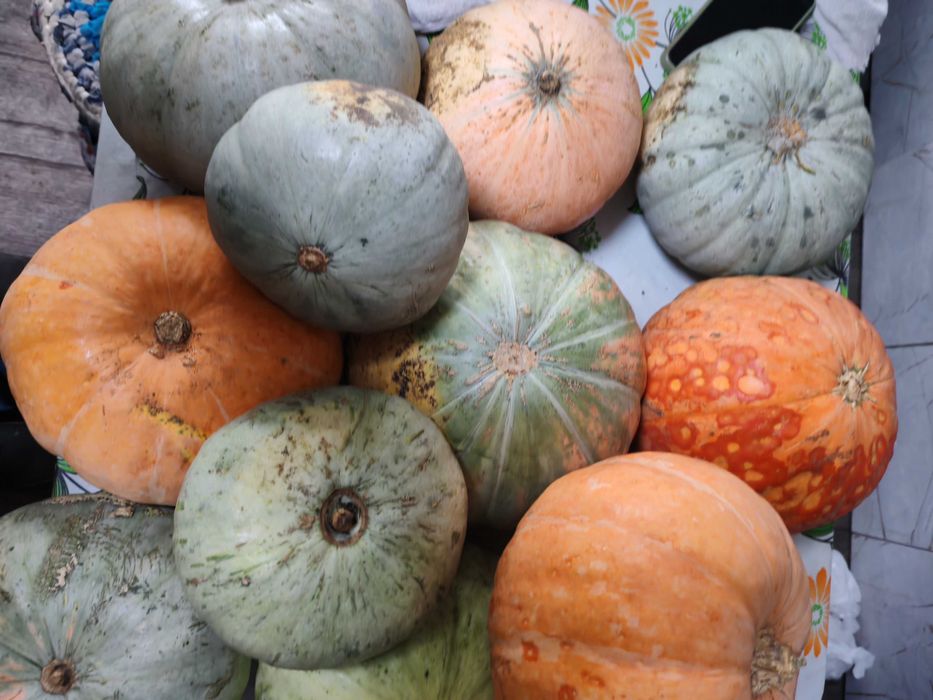 Продаю домашнюю тыкву