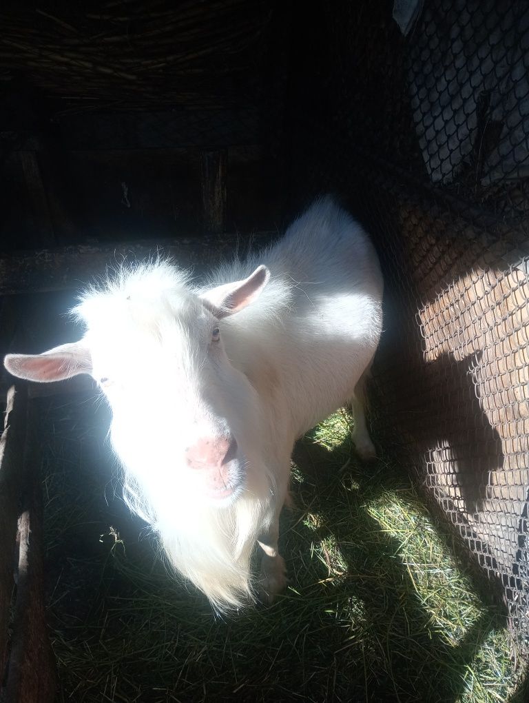 Capre de lapte sannen si metis .Iezi pentru sacrificat  si tap.