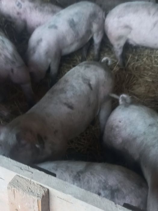 Продавам нерез и прасета