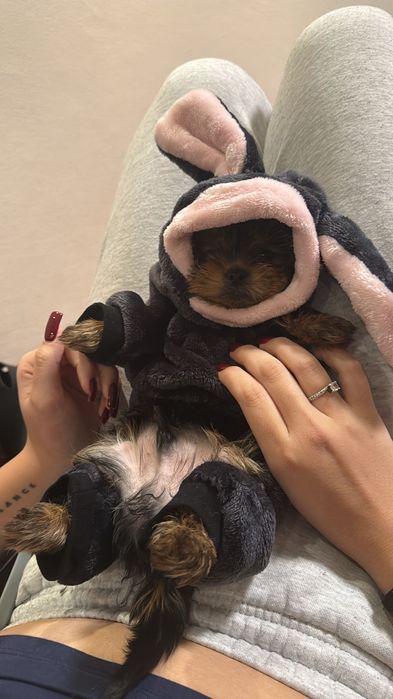 Бебе Йоркширски териер