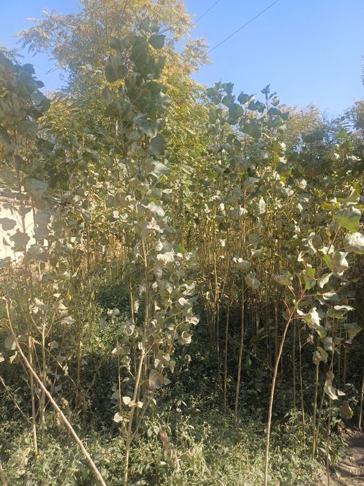 Shamshod terak koʻchatlari