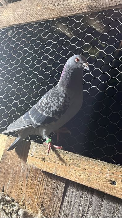 porumbei voiajori puii si maturi