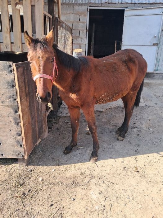 Тай сатылады еркек  1жас 3ай
