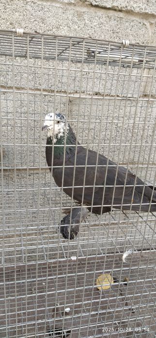 Голубка рябая молодая