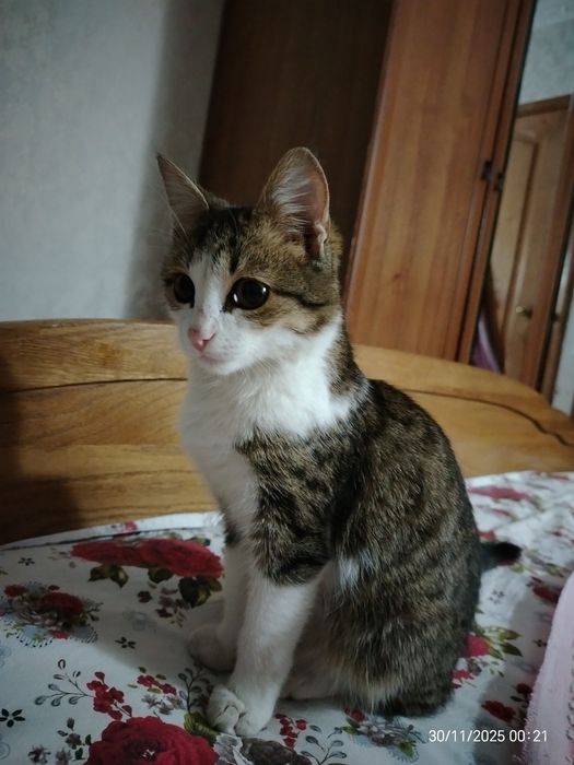 Котик Мурзик ок. 5 мес. В любящую, ответственную семью.