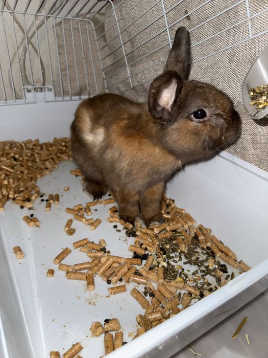 Кролик в хорошие руки