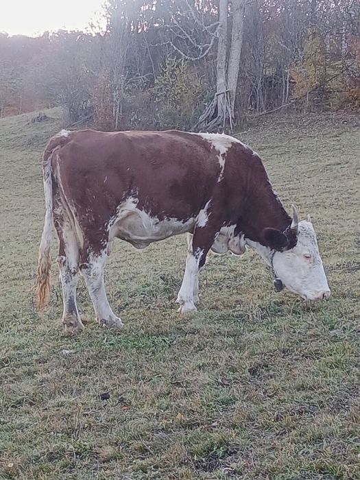 Vand vaca batrana si cu lapte !