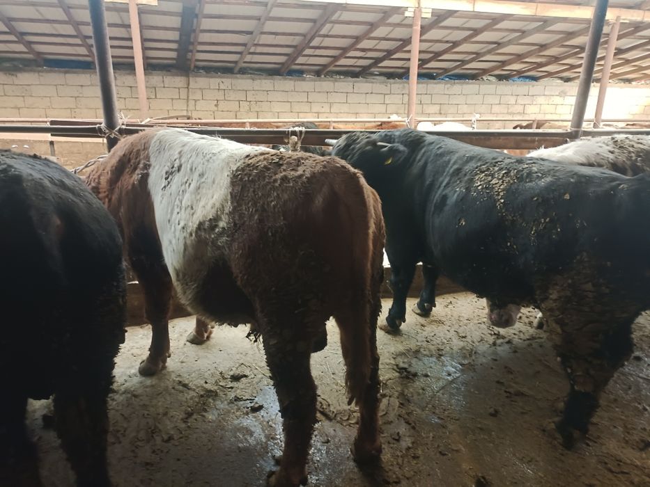 Етке арналған семіз бұқалар