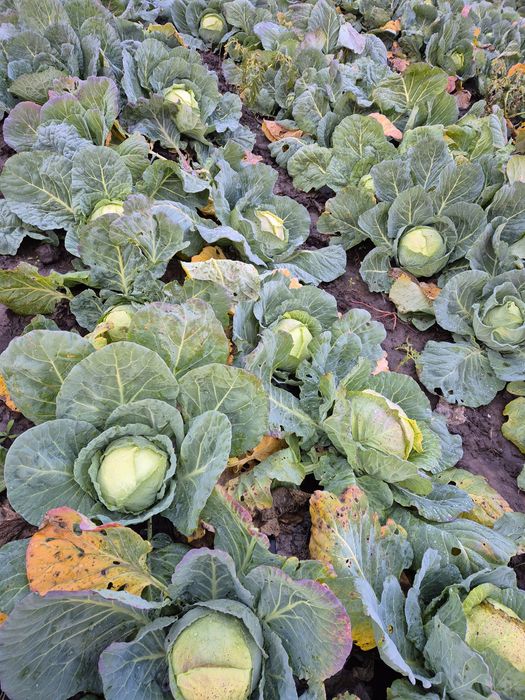 Vând varză de Buzău