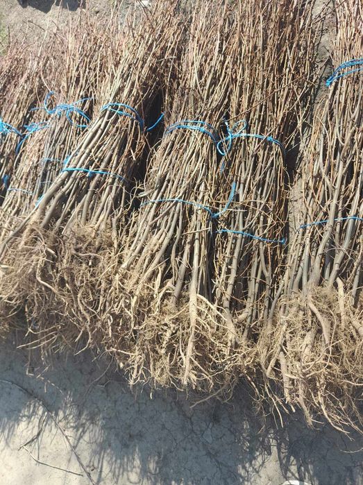 Puieți de salcâm 160 cm înălțime