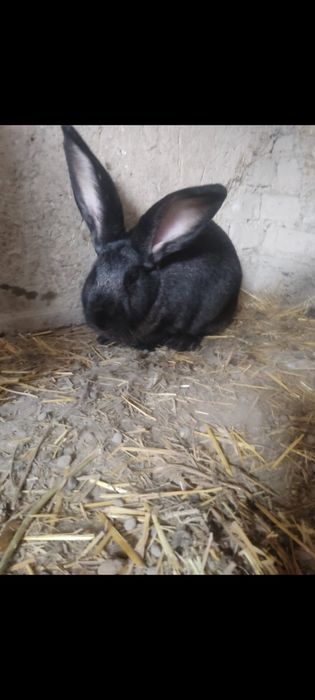 Flandr gigant quyon sotiladi