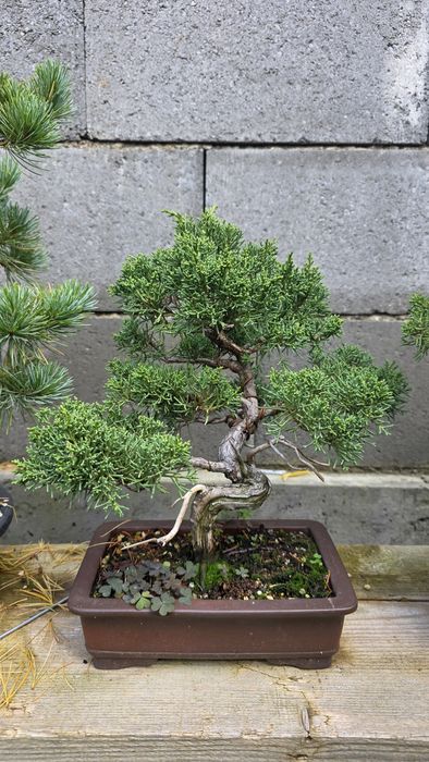 Bonsai iepupar chinezesc kishu