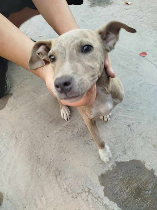 Toza it pid bul narx 300.000 ming kelshamiz qiz bola