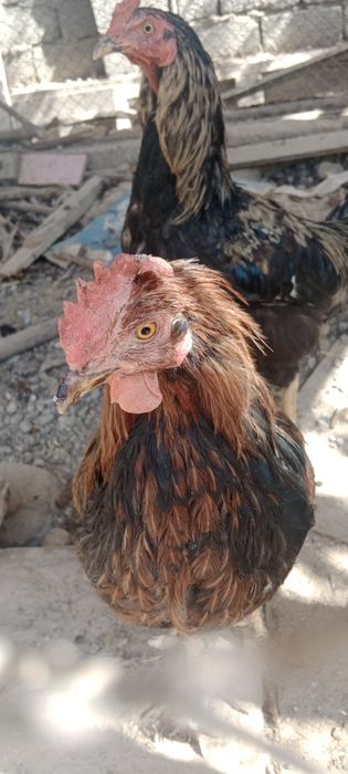 Жас қораздар сатылады