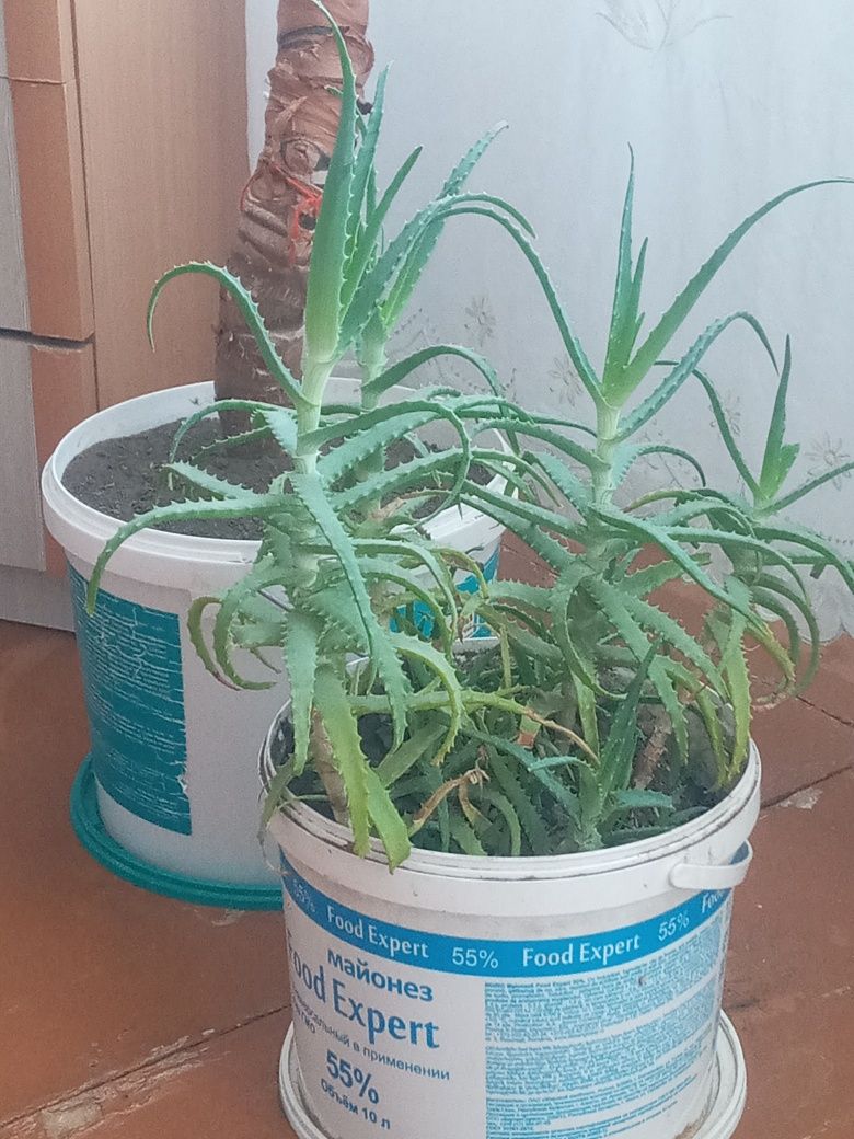 Продам  Алое малодой