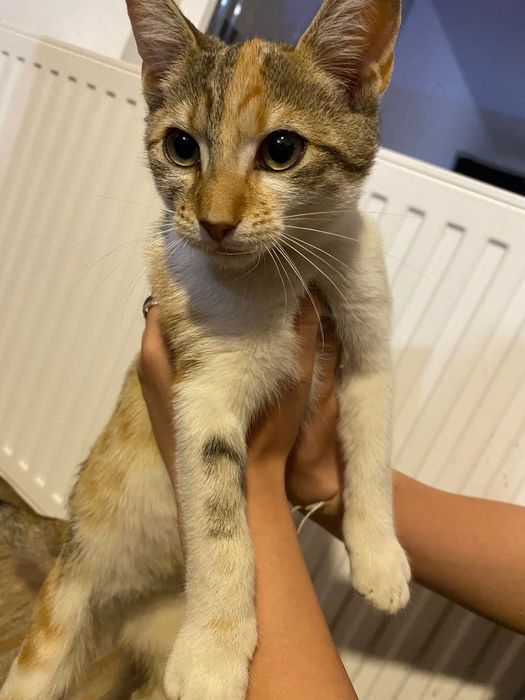 Dau spre adopție 4 pisicuțe adorabile!