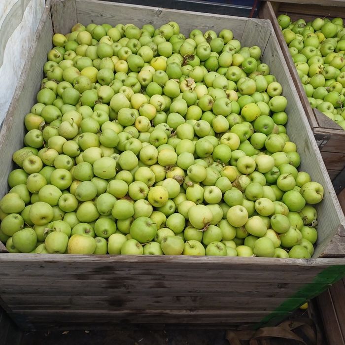 1,5 lei mere golden pentru țuică și industrializare  pentru