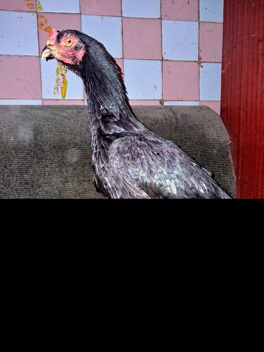 Продам пару недорого!!Бойцовые!