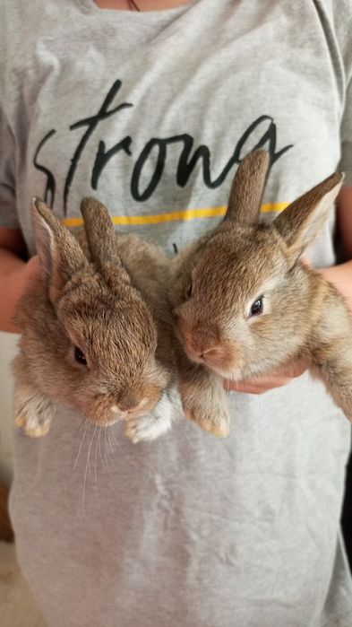 Продам декоративных кроликов