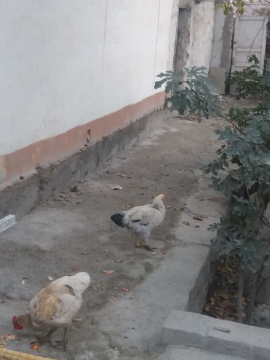 хурозлар сотилади