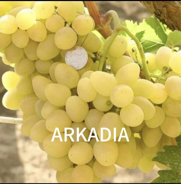 Vând Butași viță de vie Altoita si Hibrid direct de la PRODUCĂTOR