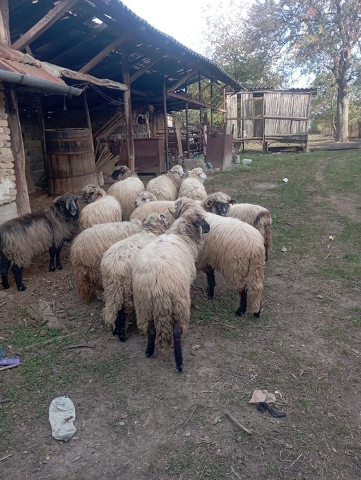 Vând 10 oi. Pentru mai multe detalii la telefon