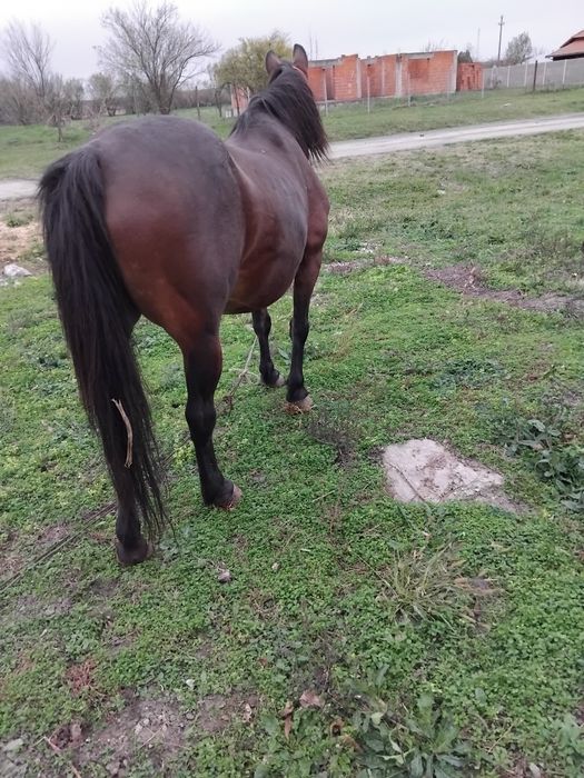 Vând oiapa cuminte de căruță 8 ani