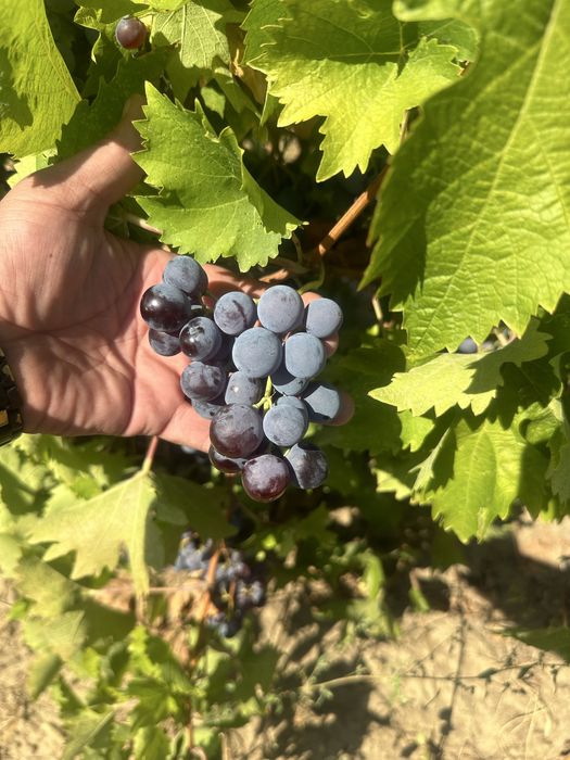 Struguri pentru vin!!