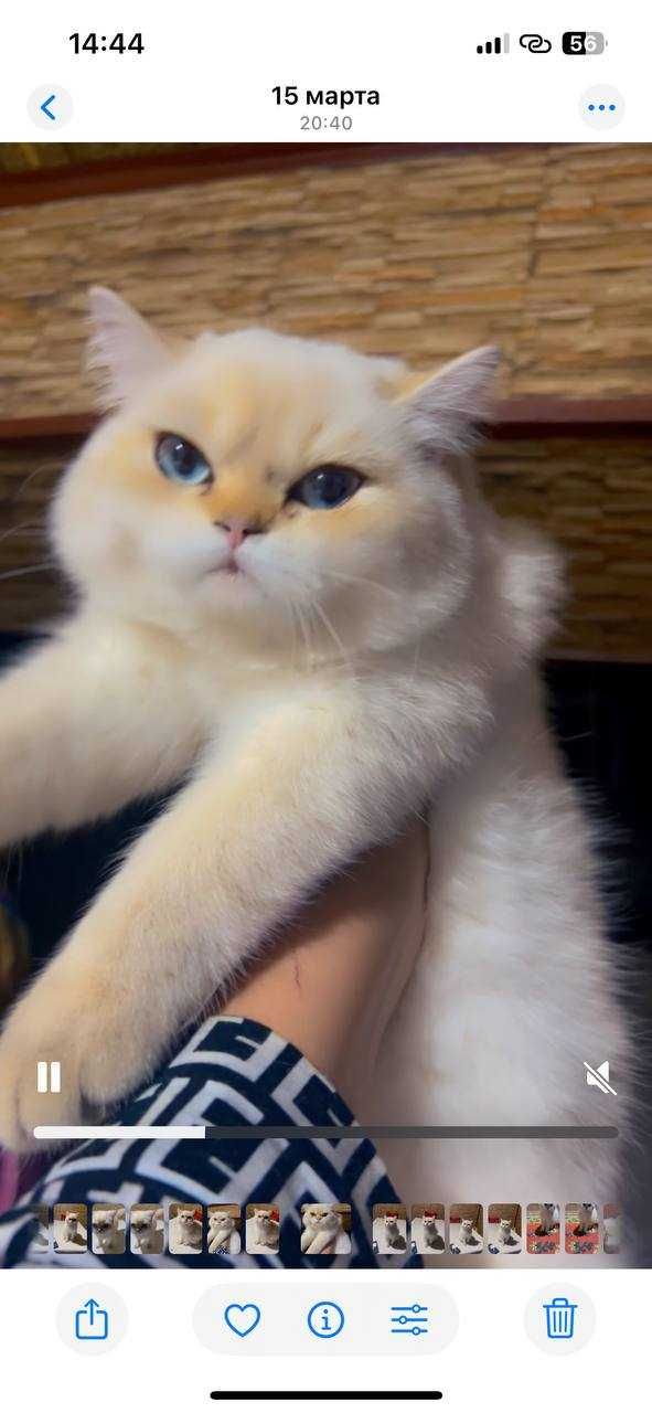 Вязка Шотландский вислоухий шиншилла