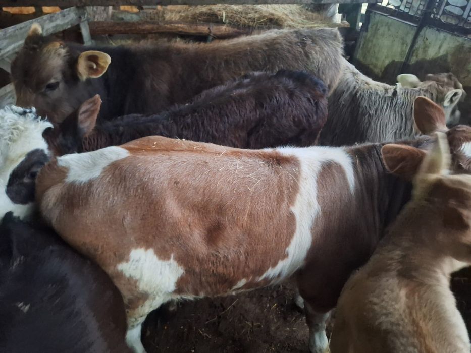 Vand vitei și vitele