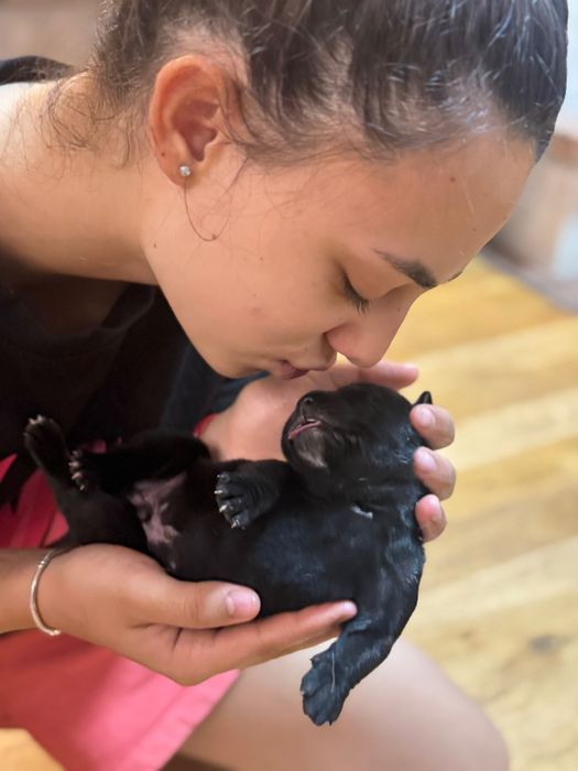 ЕЛИТНИ Кане Корсо