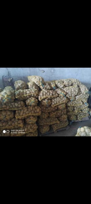 Картофи сорт сорая 75лв