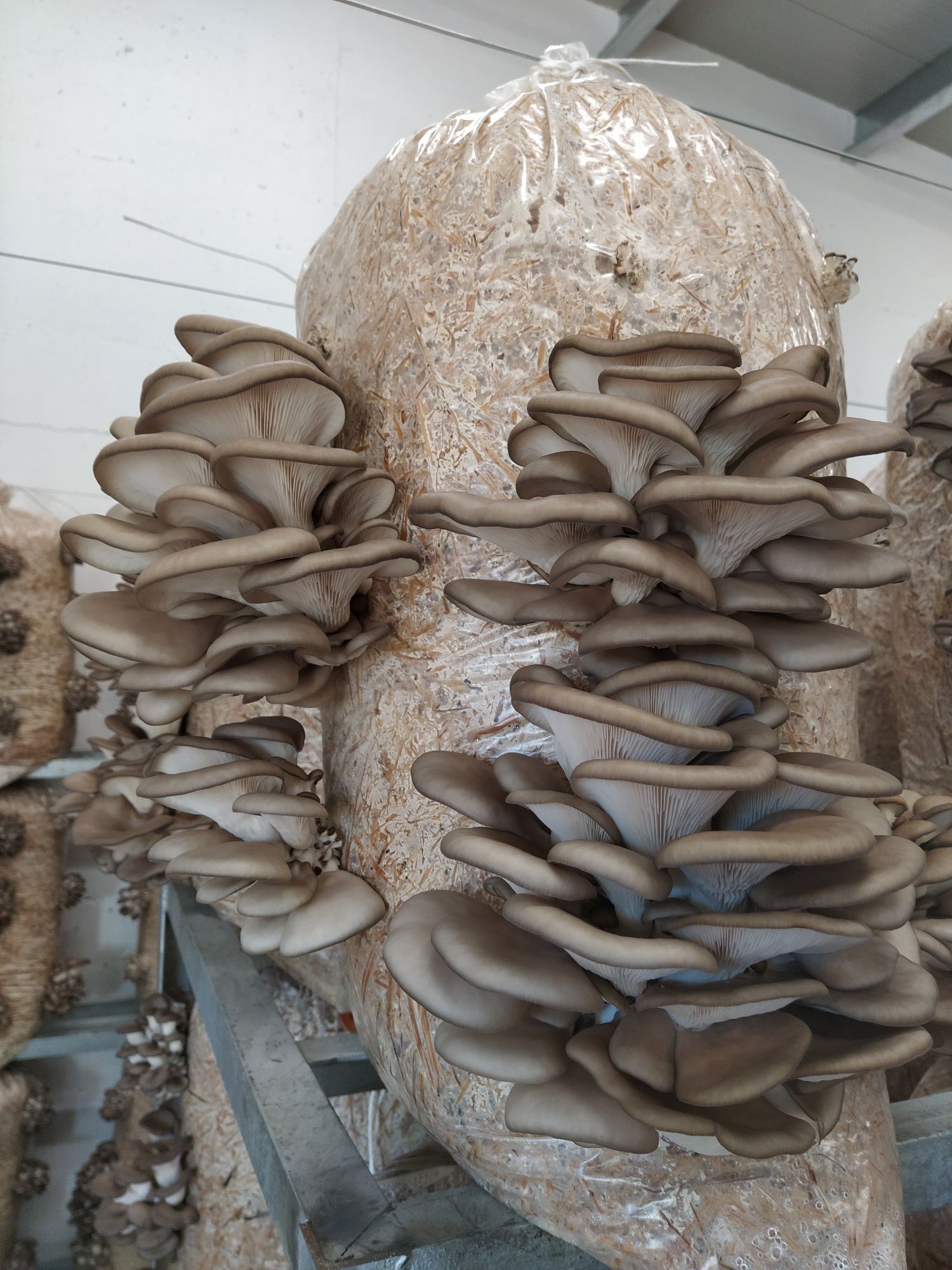 Ciuperci Pleurotus