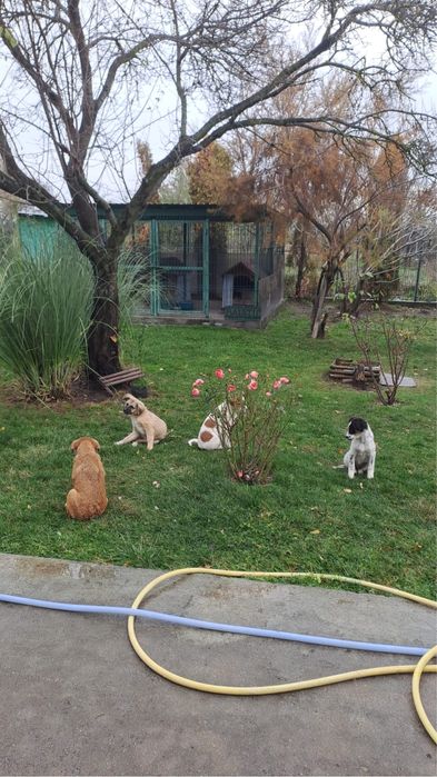 Donez caini vaccinati