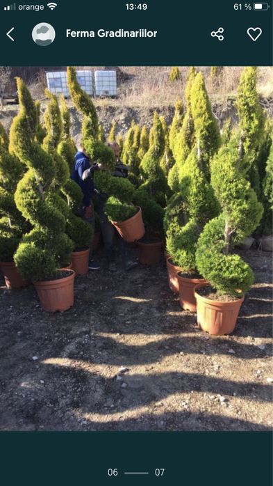 Tei / Mesteceni / Plante Ornamentale
