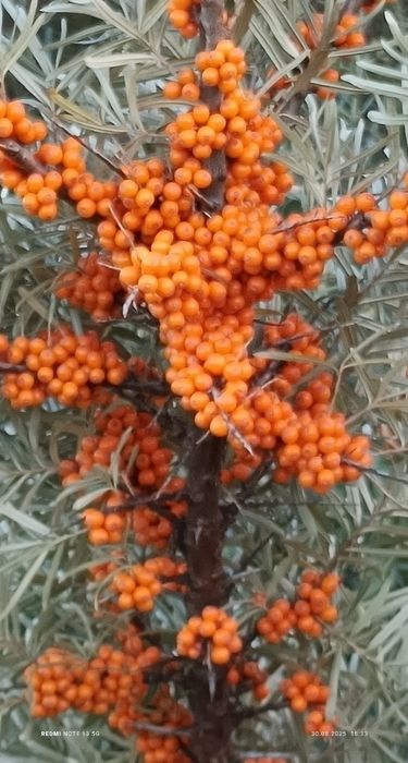 Vând puiet de cătină