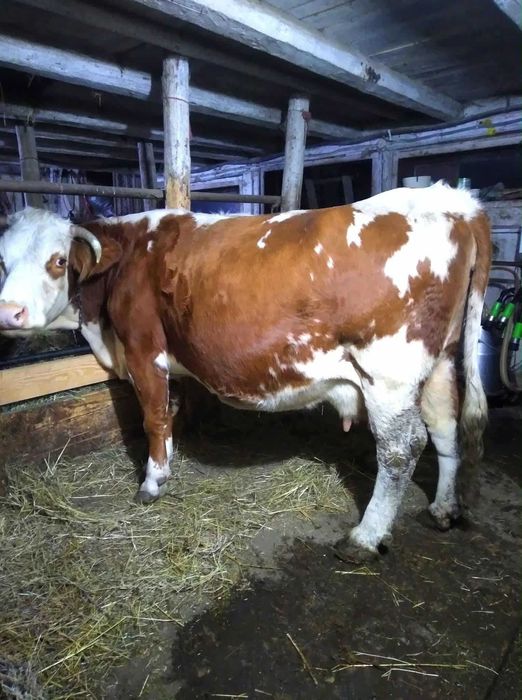 Vând vacă baltata româneasca