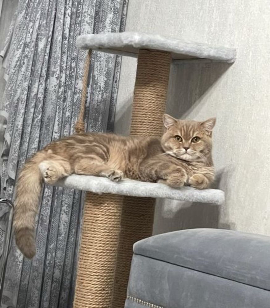 Отдам кота в доюрые руки