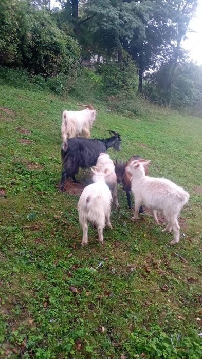 Tap de vînzare șannen