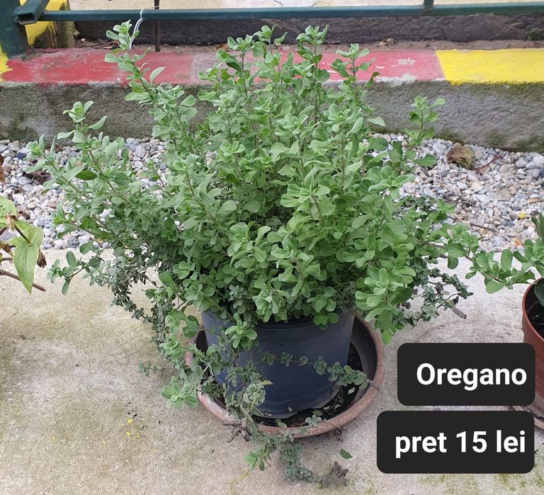 Avocado/Cactus/Oregano/etc